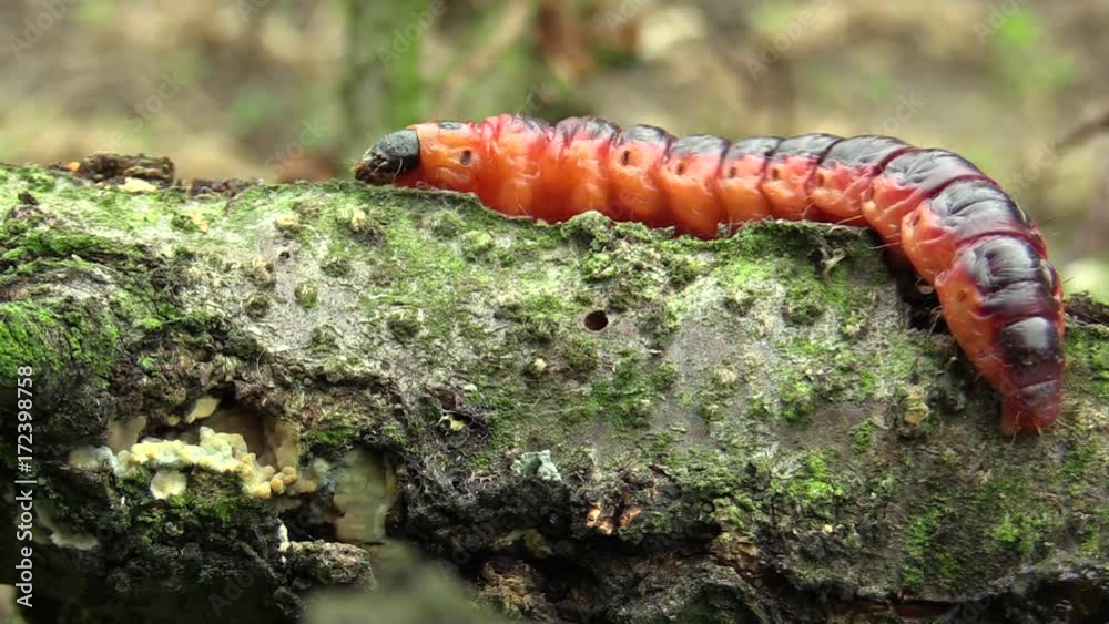 Goat moth Cossus cossus caterpillar, big red worm, eating bast Goat moth Cossus cossus caterpillar, big red worm, eating bast