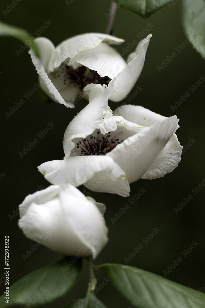 Obraz premium Gentle Blooming