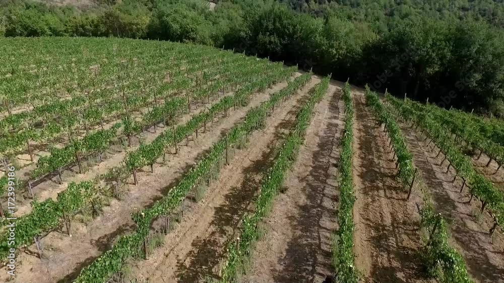 Vendemmia aerea Vendemmia aerea