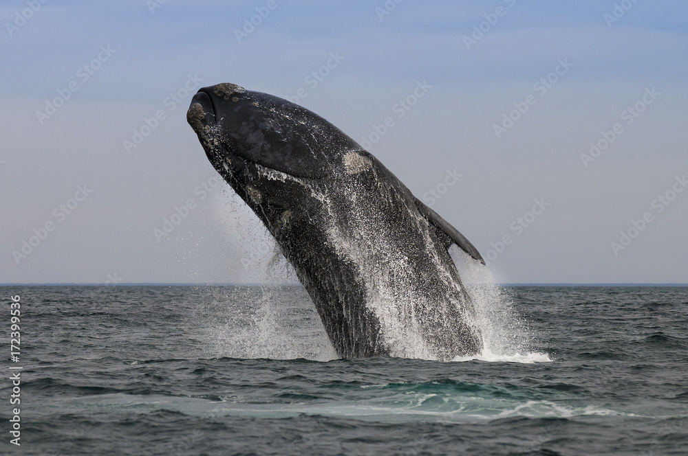 Fototapeta premium Whale Patagonia Argentina