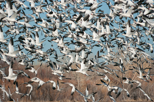 Snow Geese at the Bosque Del Apache