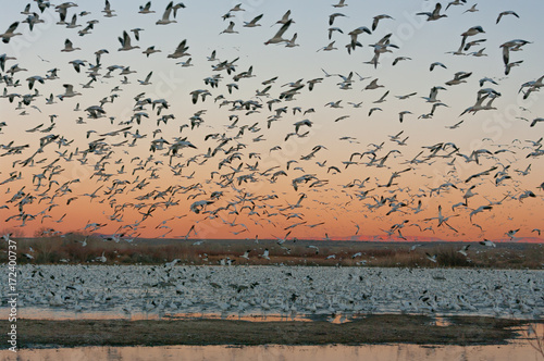 Foto Snow Geese at the Bosque Del Apache