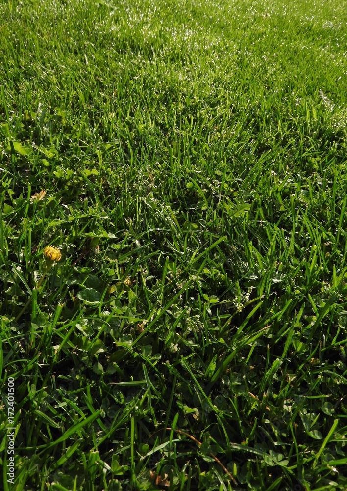 grass