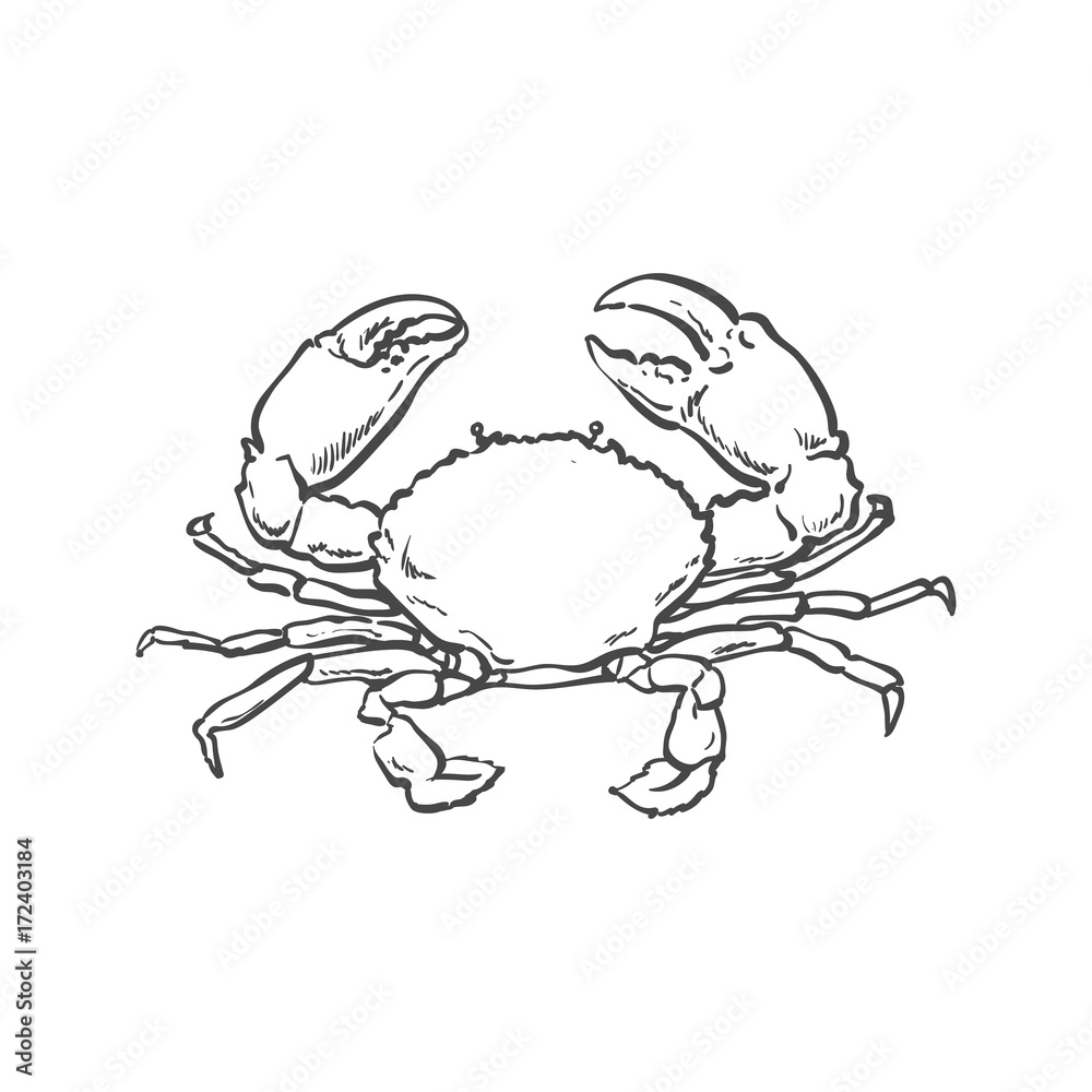 vector sketch cartoon sea crayfish crab. Isolated illustration on a white background. Sea delicacy food concept