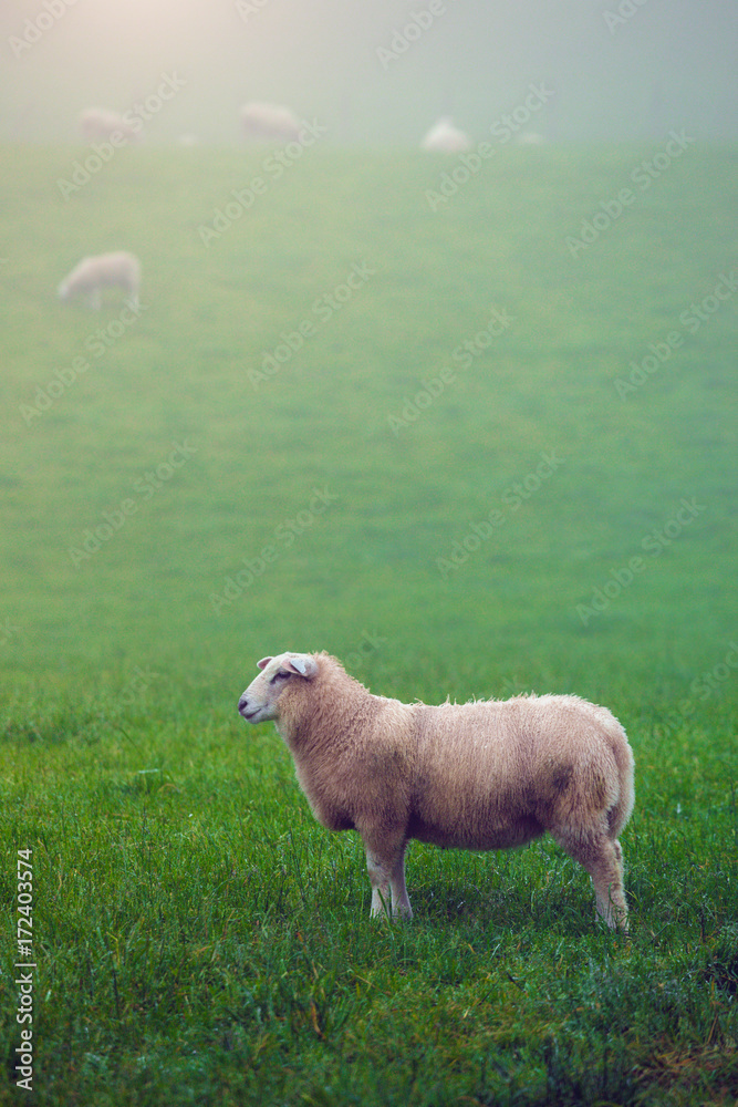 Fototapeta premium sheeps at the fog