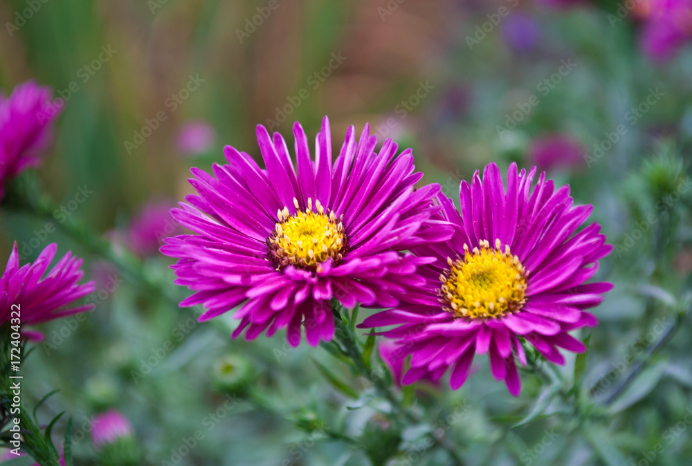 Pink chrysanthemum Pink chrysanthemum