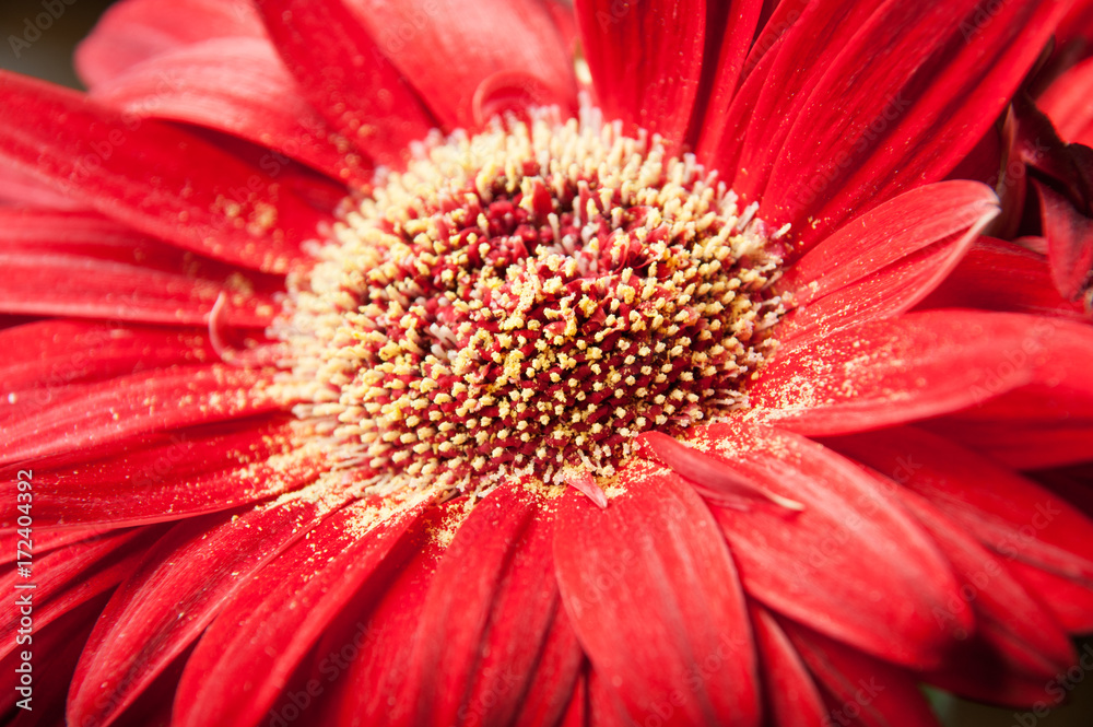 Close up of the center of a red gerber daisy showing pollen and texture Close up of the center of a red gerber daisy showing pollen and texture