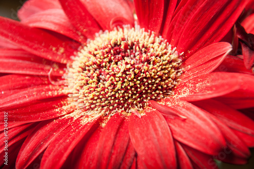 Close up of the center of a red gerber daisy showing pollen and texture