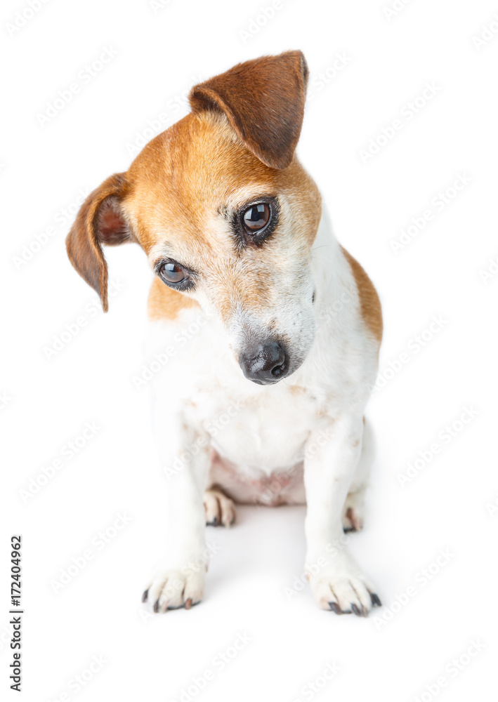 Curious pensive looking dog Jack Russel terrier. Sitting and looking down. White background