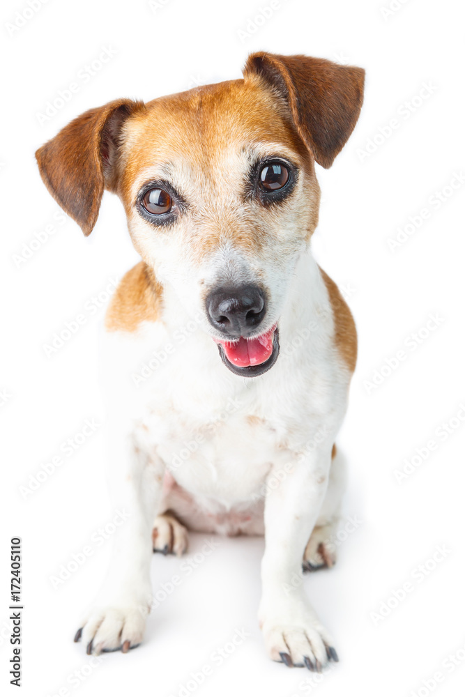 adorable small dog Jack Russell terrier portrait looking to you attentively with curiosity. Sitting on white background. 