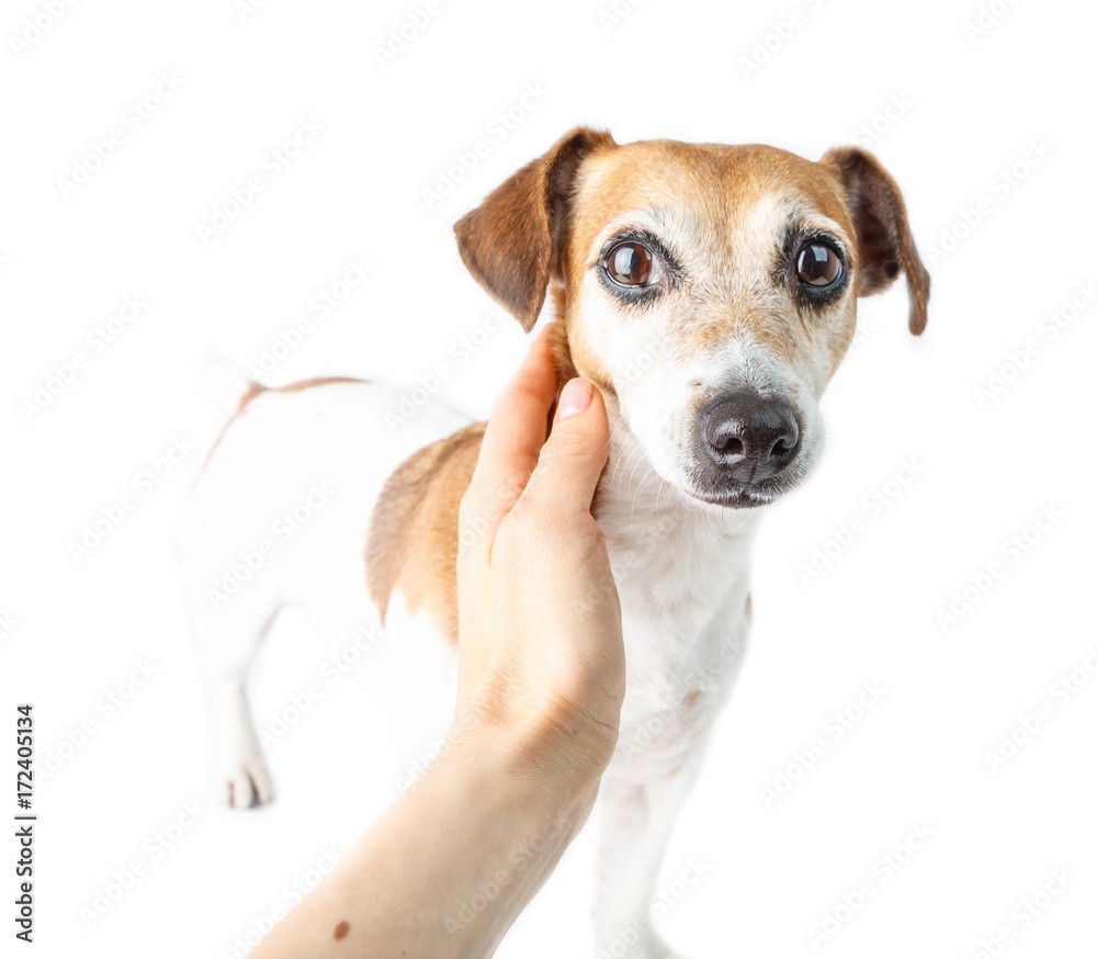 The hand caressed the dog with a frightened, confused look. Trust and care of the owner.  White background
