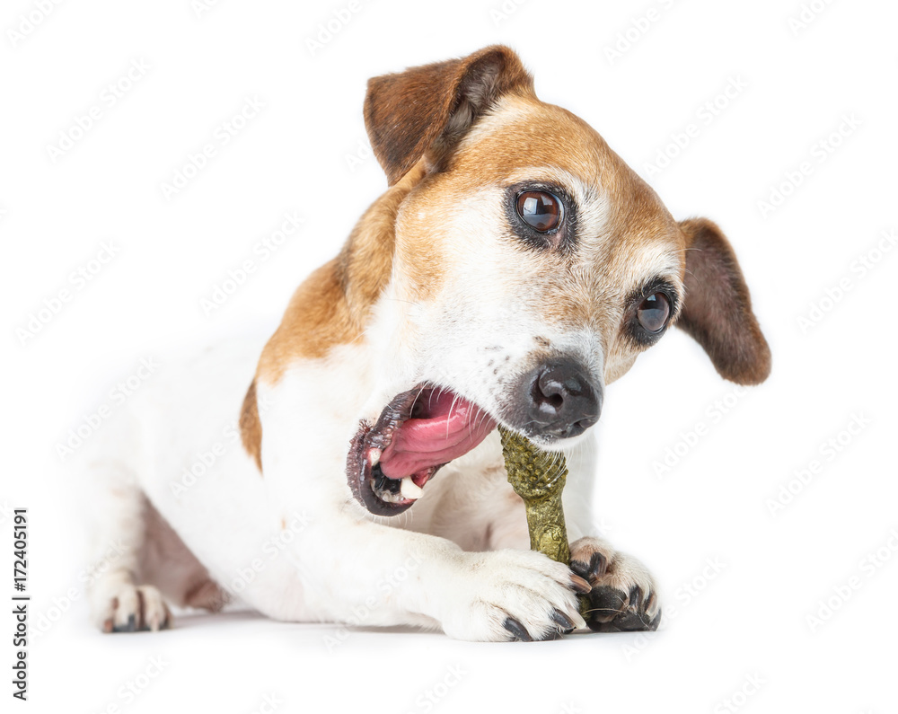 Cute dog gnawed bone treat, open mouth. moment of pleasure.   White background