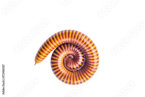Millipede isolated on white background , with clipping path
