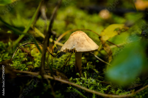 Psychedelic Solitary Mushroom Magic Season of fall  © Kafj