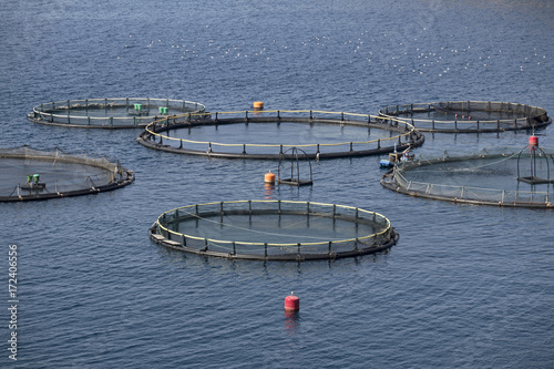 Rounded cages for breeding of sea bream and sea bass on fish farming in south east of island Brac in Croatia photo