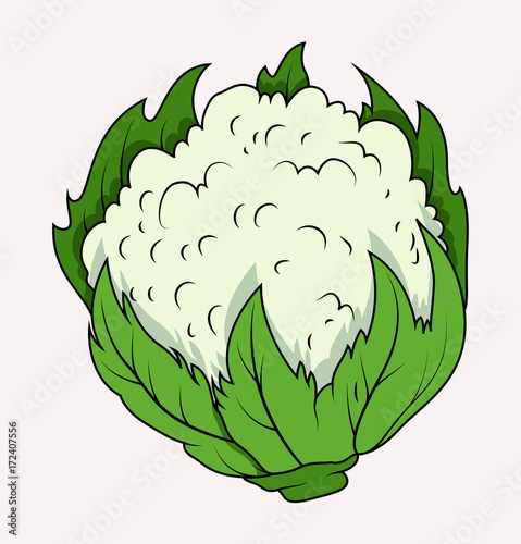 White cauliflower Broccoli Vector - clip-art vector illustration