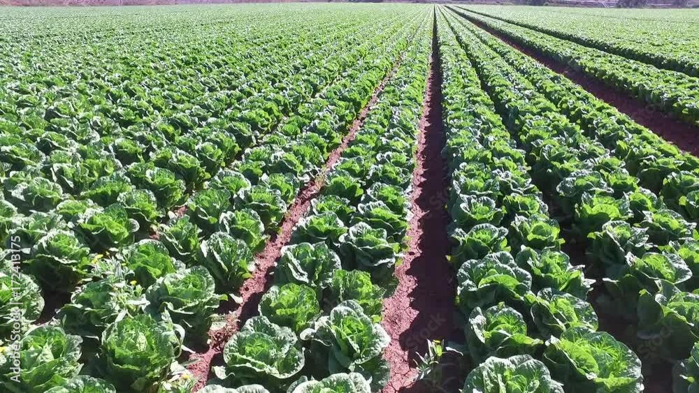 lechugas en el campo