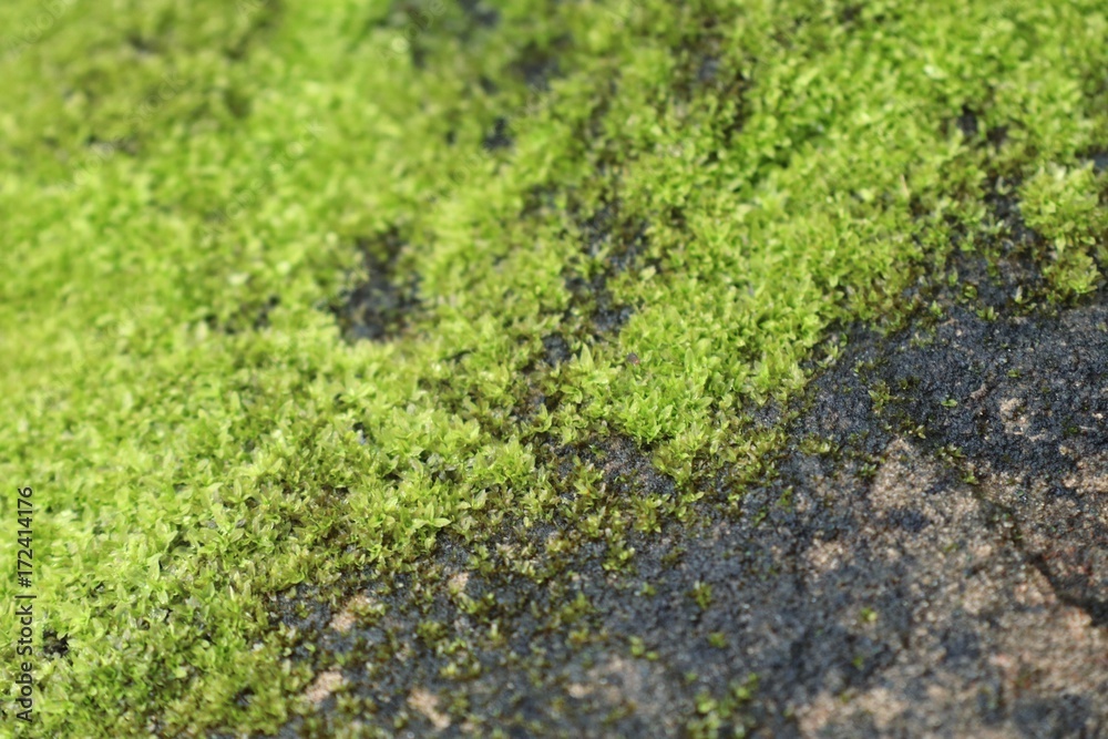 Green moss Green moss