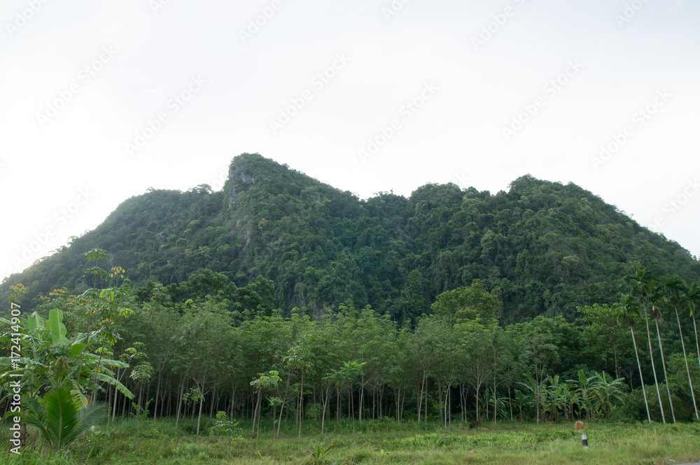 Mountain and rubber plantation