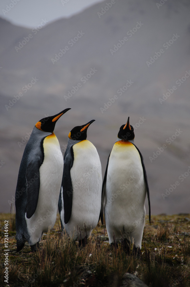 Fototapeta premium King Penguins Courtship Ritual at Fortuna Bay