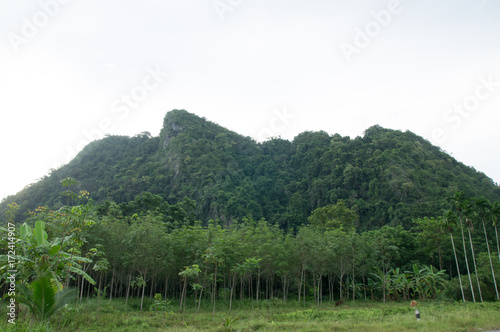 Mountain and rubber plantation