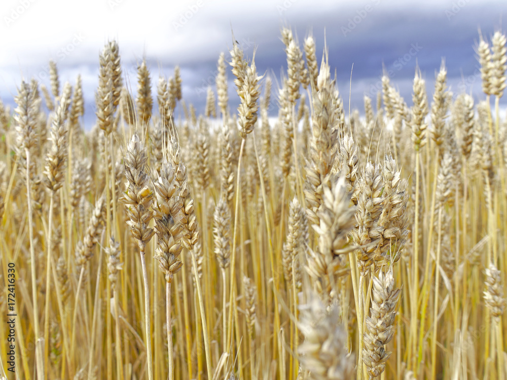 Fototapeta premium Golden wheat spikes closeup. Harvest season background.