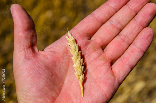 Ripe spike of wheat in farmer hand
