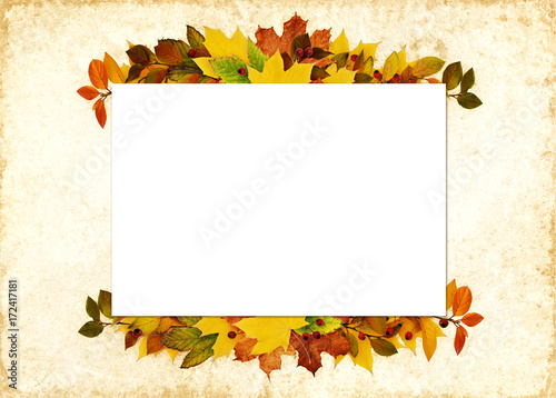 Autumn leaves and berries i...