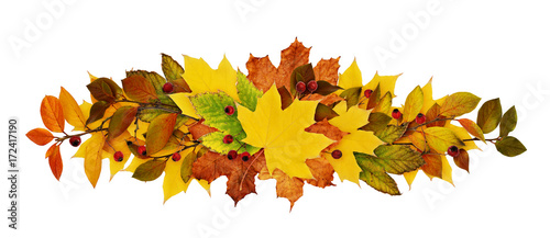 Autumn leaves and berries i...