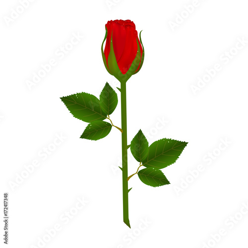 Fresh red rose with water drops isolated on white background. A ready postcard. Vector illustration.
