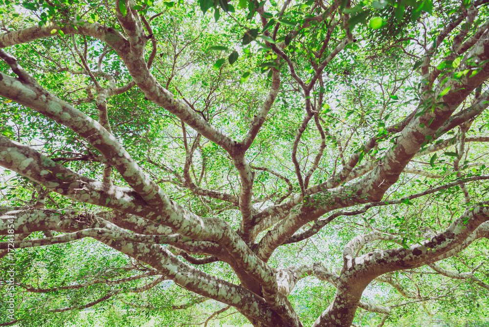 Bottom view of tree branches with leaf for use as background or creative concept.
