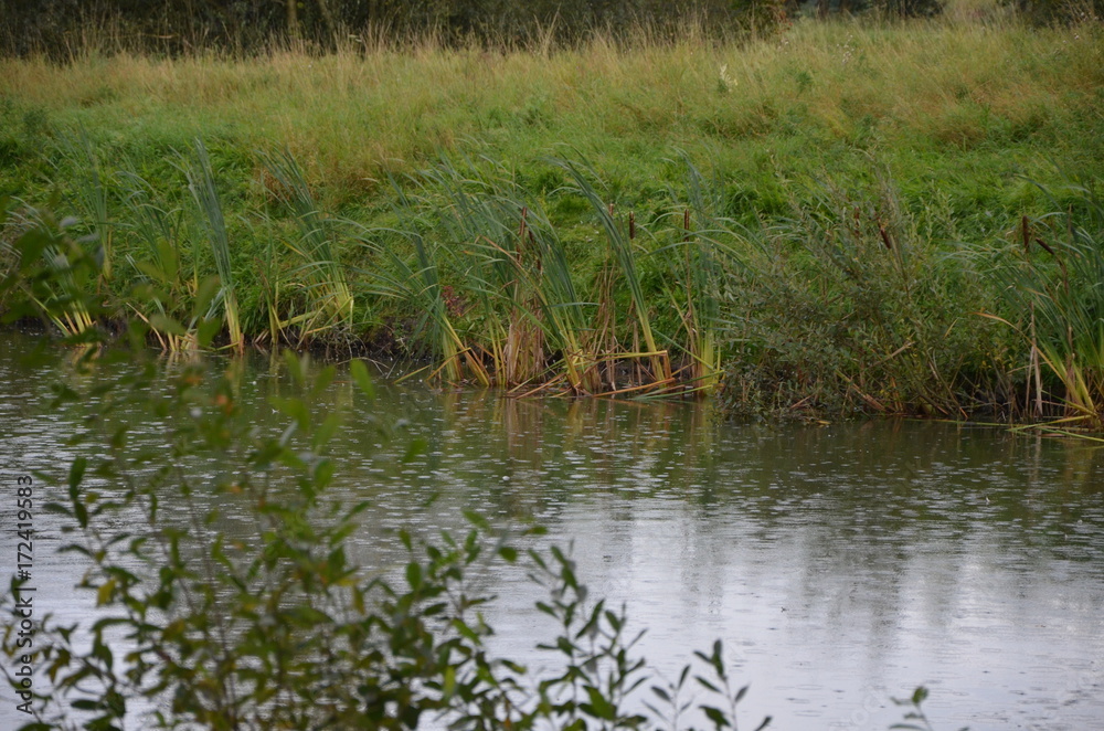 Teich Teich