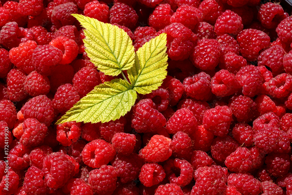 close up of raspberry with leaves.