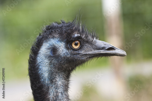 Ostrich with orange eyes in Klaipėda zoo