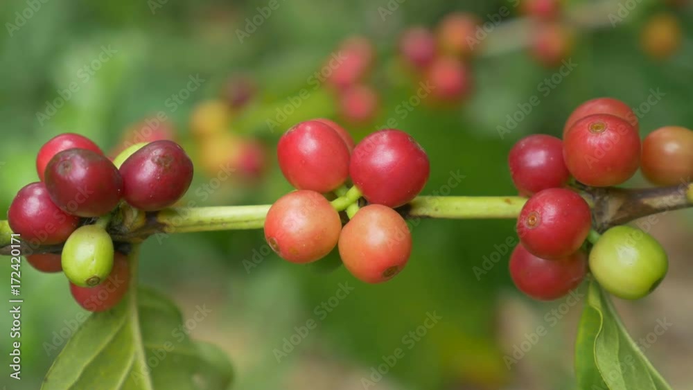 Closeup coffee cherries (beans) ripening on a coffea tree branch Closeup coffee cherries (beans) ripening on a coffea tree branch