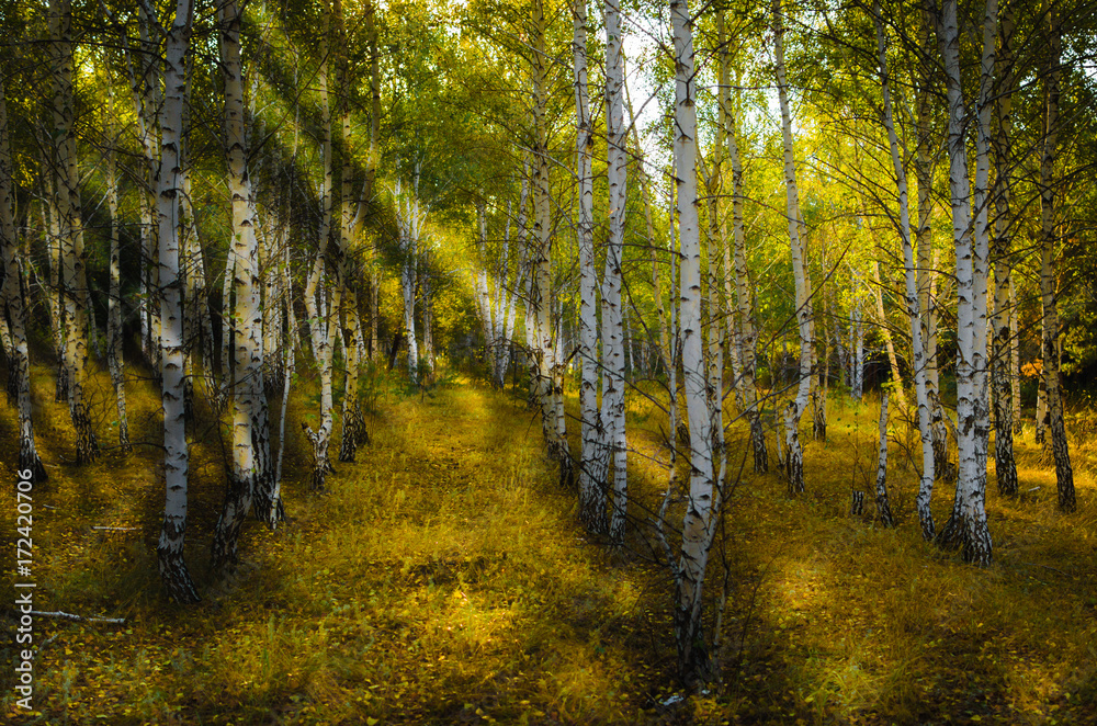 Obraz premium Autumn birch forest