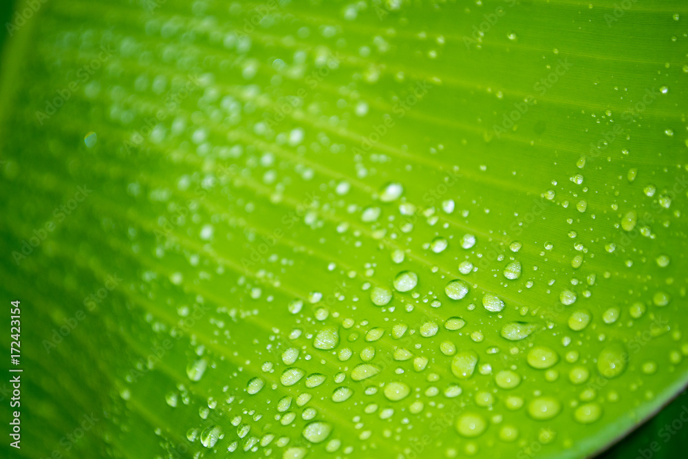 Rain drop dew on banana leaf
