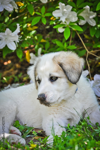 White Puppy photo