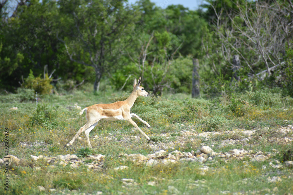 Black Buck Doe Antelope Black Buck Doe Antelope
