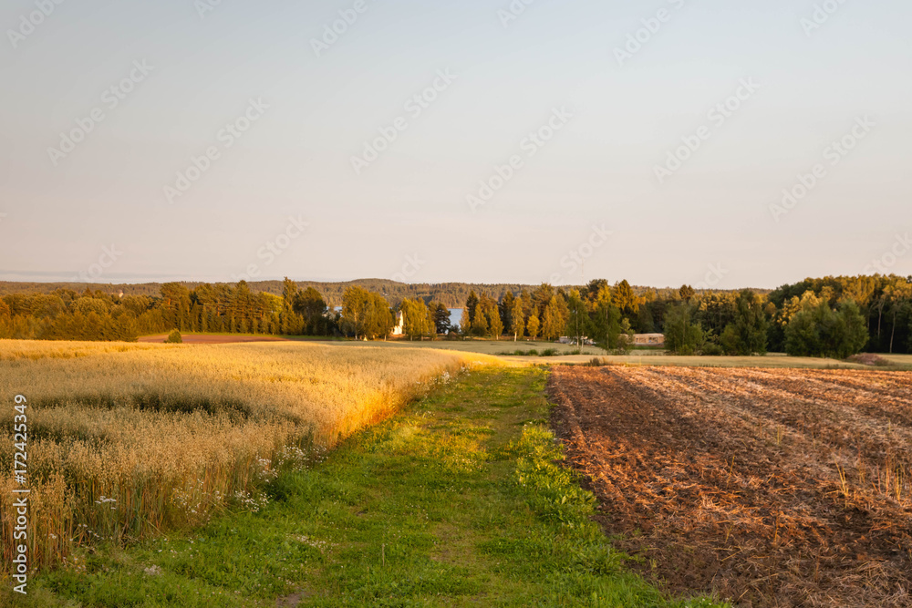 Fototapeta premium field and graveled road under blue sky, Autumn in Finland