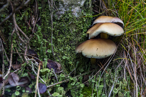 Mushrooms in the grass and moss in the forest. Free time activit. © Petr