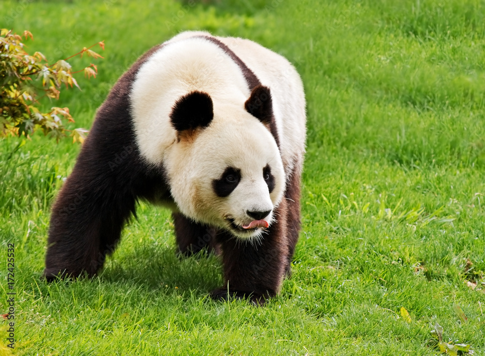 Fototapeta premium Giant panda is standing with tongue hanging out.