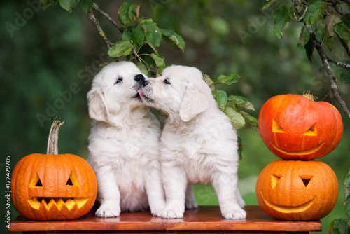 two golden retriever puppies kissing