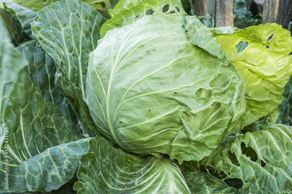 cabbage in the garden cabbage in the garden