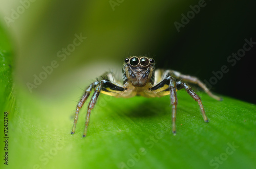 jumping spider standing on green leaf.