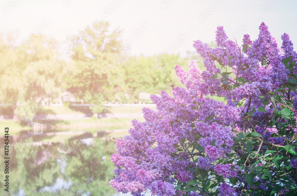 Obraz premium blooming lilac, purple, sunlight, large bush