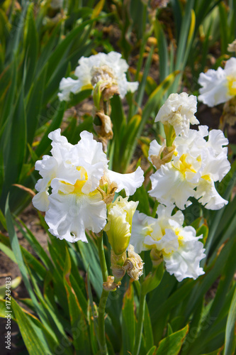 Fototapeta Naklejka Na Ścianę i Meble -  Iris Flower