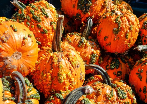 Pumpkins with Warts for Halloween