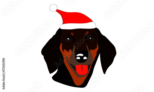 dachshund dog
