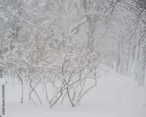 trees during a snowfall in the park